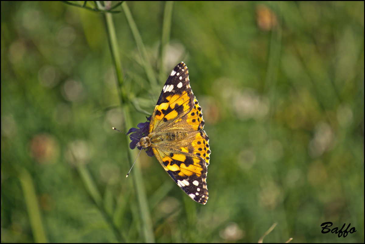 Vanessa cardui?